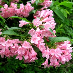 Вейгела цветущая «Розеа» в Бахчисарайе