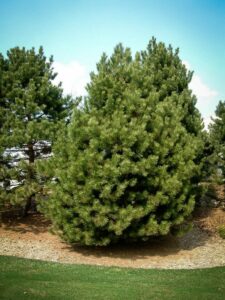 Сосна Чёрная (Pinus Nigra) в Бахчисарайе