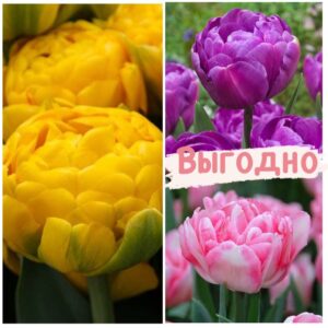 Красота в тройной выгоде! Только для любителей тюльпанов! в Бахчисарайе