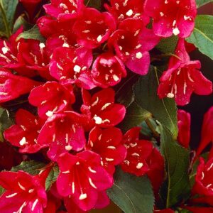 Вейгела цветущая «Ред Принц» в Бахчисарайе