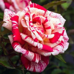 Роза чайно-гибридная Папагено в Бахчисарайе