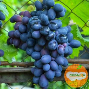Ароматный и сладкий виноград «Августа» в Бахчисарайе