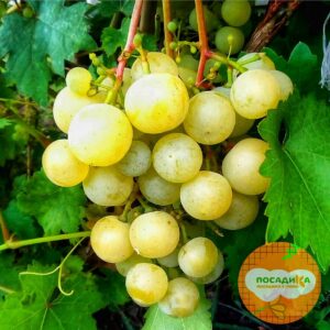 Виноград Кеша белый (Восторг улучшенный) в Бахчисарайе