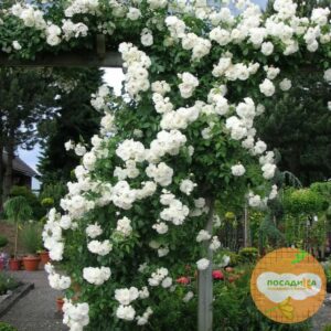 Роза плетистая Белый каскад в Бахчисарайе