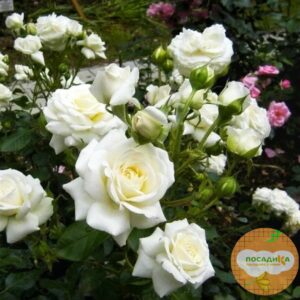 Роза Спрей белый в Бахчисарайе
