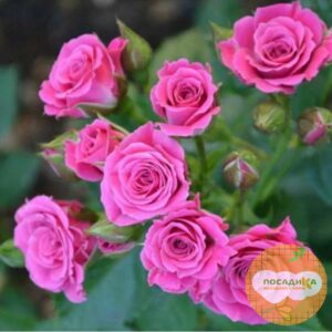 Роза Спрей розовый в Бахчисарайе
